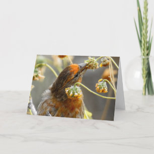Spring House Finch Notecard