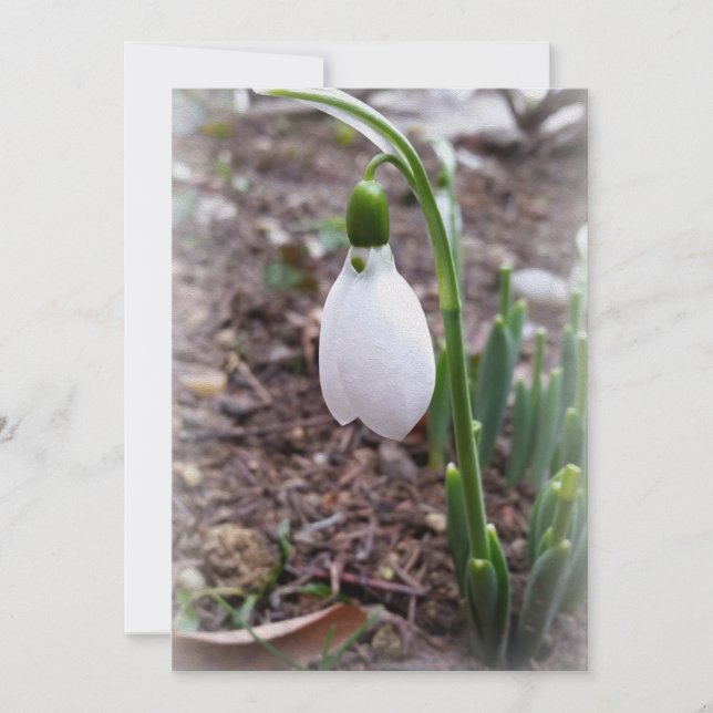 Spring in February (Front)