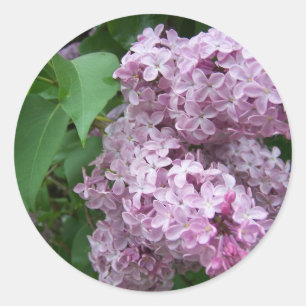 Spring In Maine Classic Round Sticker