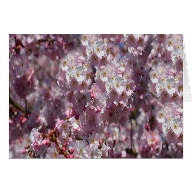 Spring in Pink (Front Horizontal)