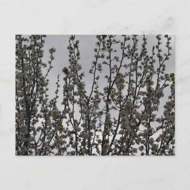 Spring in the air postcard (Front)