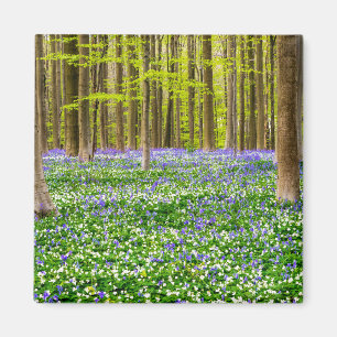 Spring in the Blue Forest Magnet
