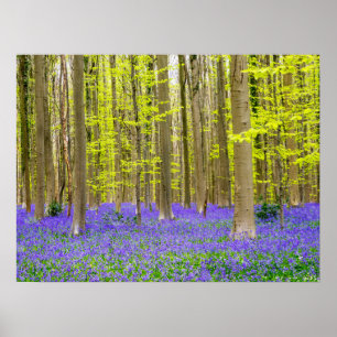 Spring in the Blue Forest Poster