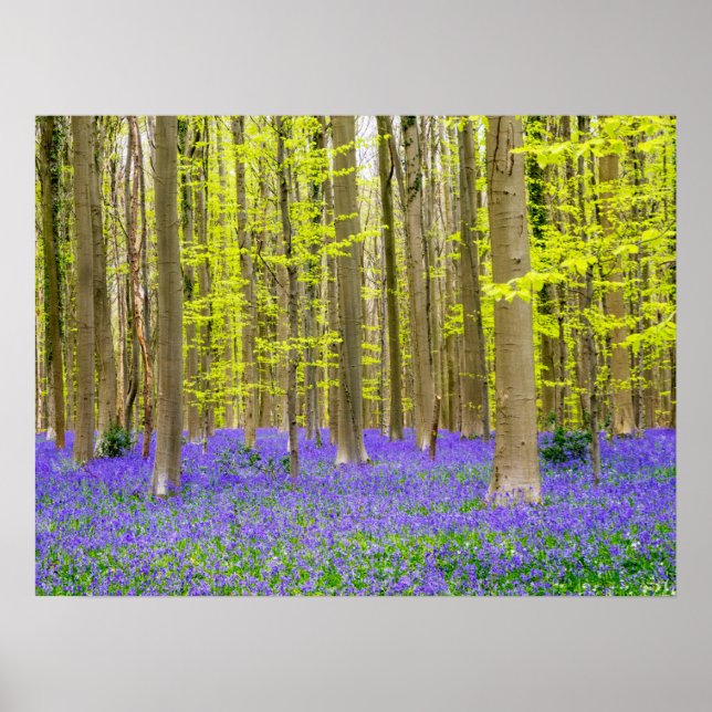 Spring in the Blue Forest Poster (Front)