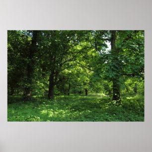 Spring in the Woods 01 Poster