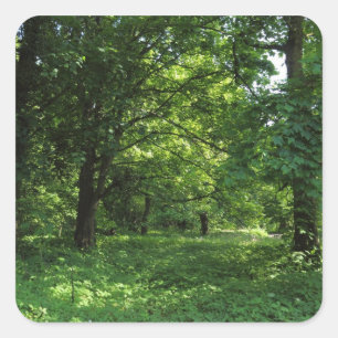 Spring in the Woods 01 Square Sticker