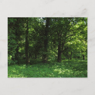 Spring in the Woods 02 Postcard