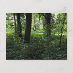 Spring in the Woods 04 Postcard