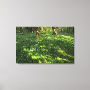 Spring in the Woods Canvas Print