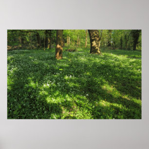 Spring in the Woods Poster