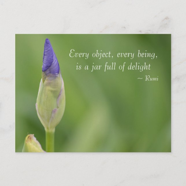 spring iris postcard (Front)