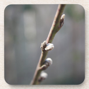 Spring is Coming Coaster