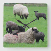 Spring Lamb and Sheep