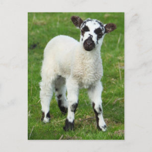 Spring Lamb Postcard