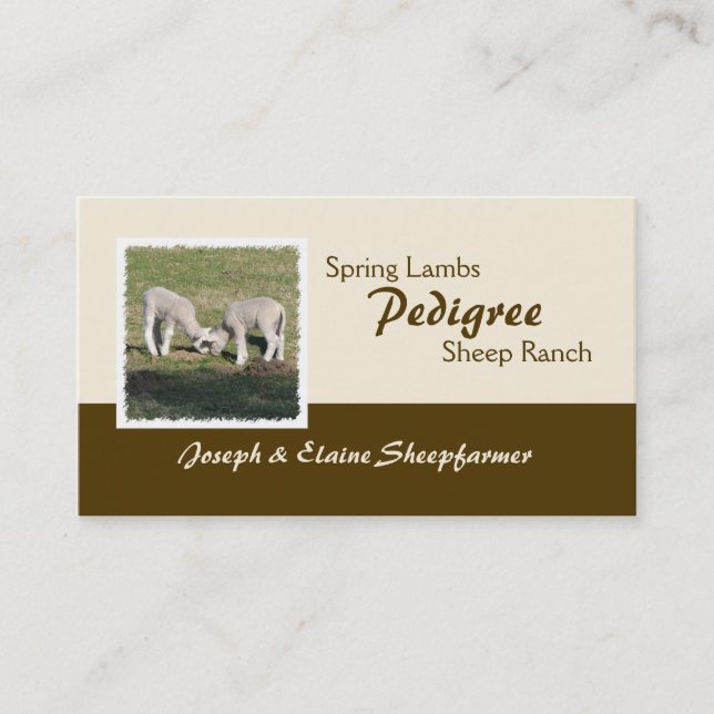 Spring lambs business card (Front)