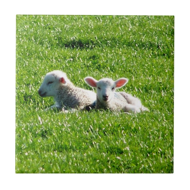 Spring Lambs in the Sunshine Cornwall England Tile (Front)