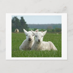 Spring Lambs Postcard