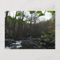 Spring Leaves at the Little Pigeon River