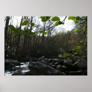Spring Leaves at the Little Pigeon River Poster
