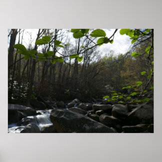 Spring Leaves at the Little Pigeon River Poster