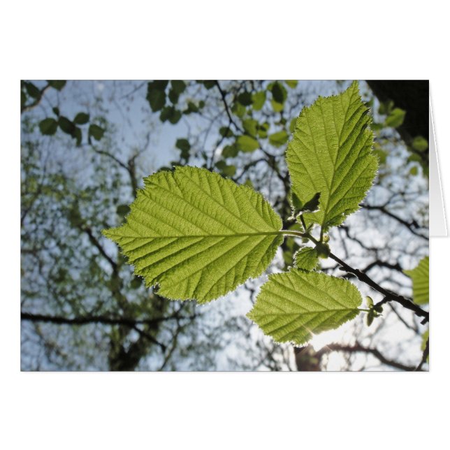 Spring leaves card (Front Horizontal)