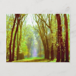 Spring Light Postcard