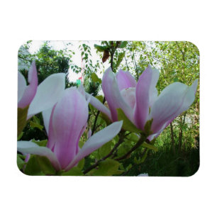 spring light purple magnolia flowers magnet