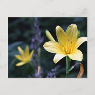 Spring Lilies Postcard