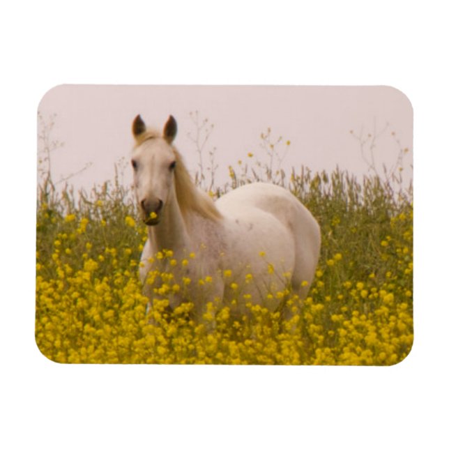 Spring Magnet (Horizontal)