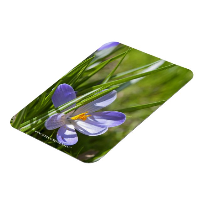 Spring Magnet (Left Side)