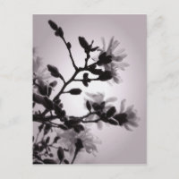 Spring Magnolia