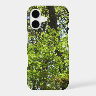 Spring Maple Leaves Nature