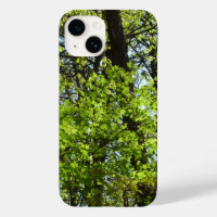 Spring Maple Leaves Nature