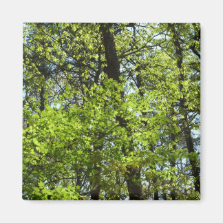 Spring Maple Leaves Nature Magnet