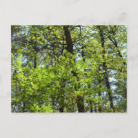Spring Maple Leaves Nature