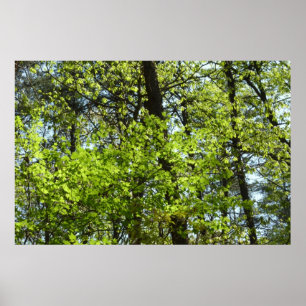 Spring Maple Leaves Nature Poster