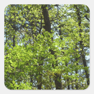 Spring Maple Leaves Nature Square Sticker
