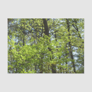 Spring Maple Leaves Nature Tissue Paper