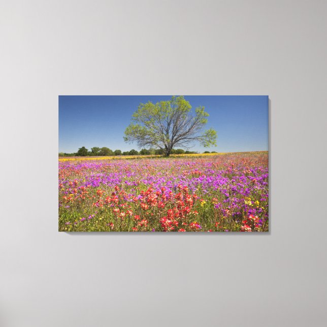 Spring mesquite trees growing in wildflowers, canvas print (Front)