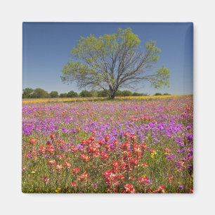 Spring mesquite trees growing in wildflowers, magnet