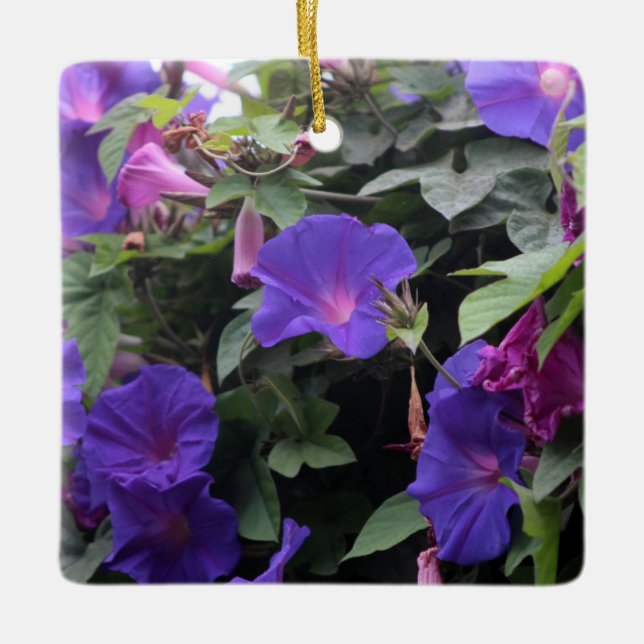 Spring Morning Glories in Blue Ceramic Ornament (Front)