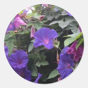 Spring Morning Glories in Blue Classic Round Sticker