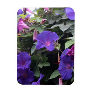 Spring Morning Glories in Blue Magnet