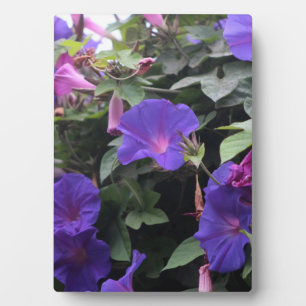 Spring Morning Glories in Blue Plaque