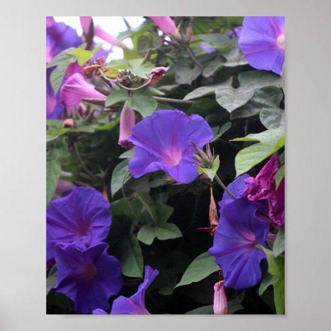 Spring Morning Glories in Blue Poster (Front)