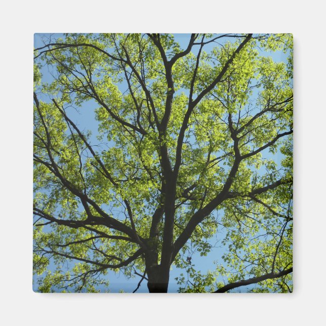 Spring Oak Tree Vibrant Nature Magnet (Front)
