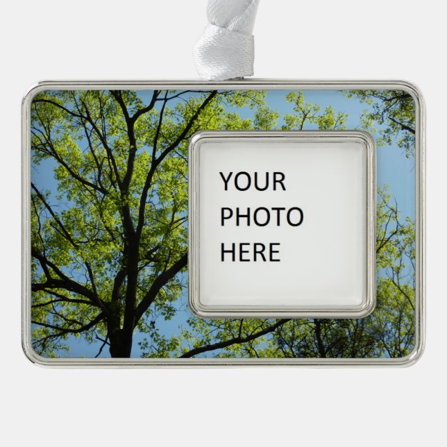 Spring Oak Tree Vibrant Nature Silver Plated Framed Ornament (Front)