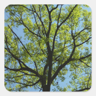 Spring Oak Tree Vibrant Nature Square Sticker