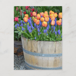 Spring orange tulip planter print postcard