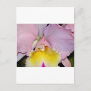 Spring Orchid Postcard
